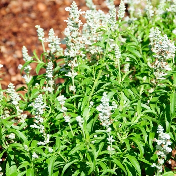 Salvia Salvia