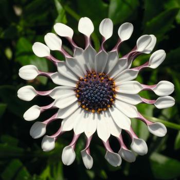 Osteospermum