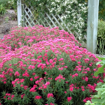 Aster