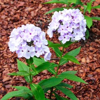 Garden Phlox Garden Phlox