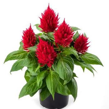 Celosia Celosia