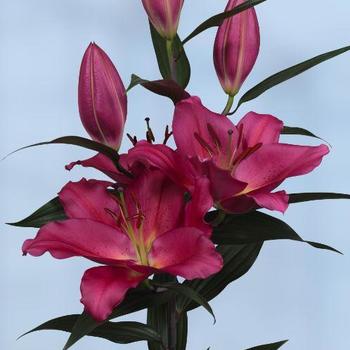 Oriental Lily Oriental Lily