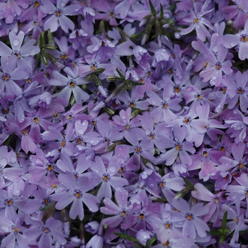 Creeping Phlox Creeping Phlox