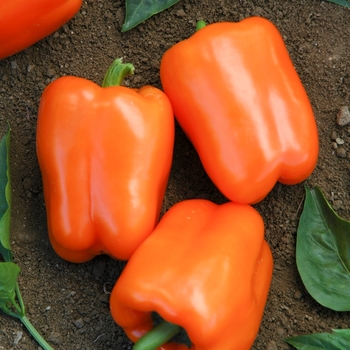 Pepper, Sweet Bell Pepper, Sweet Bell