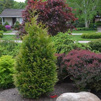 'Junior Giant' Arborvitae 'Junior Giant' Arborvitae