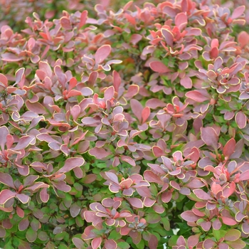 Golden Ruby® Barberry Golden Ruby® Barberry