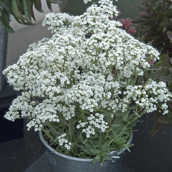 ''Festival Star™'' Hardy Baby''s Breath ''Festival Star™'' Hardy Baby''s Breath
