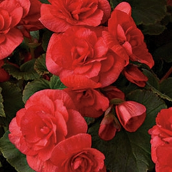 Solenia® 'Red' Solenia® 'Red'