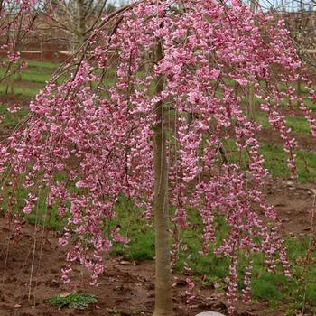 Pink Cascade® Cherry Pink Cascade® Cherry