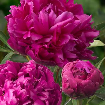 Garden Peony
