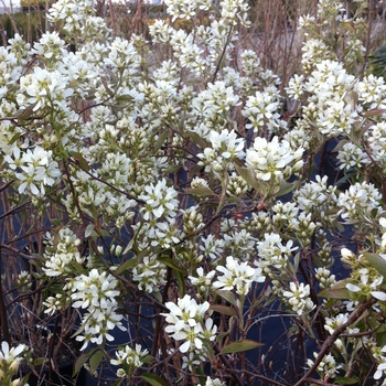 Regent Saskatoon Berry Regent Saskatoon Berry