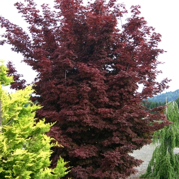'Twombly's Red Sentinel' Japanese Maple