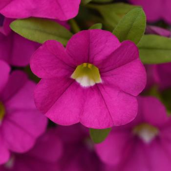 Cabaret&reg; Pink