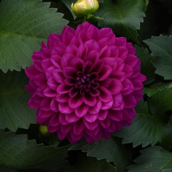 Venti™ Royal Purple Venti™ Royal Purple