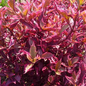 Brazilian Red Hots Brazilian Red Hots