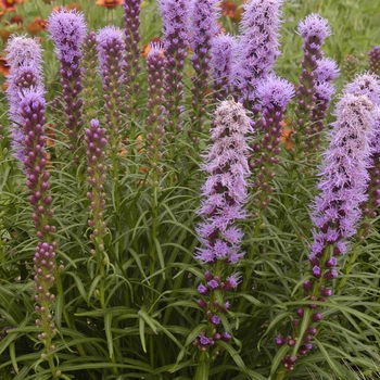Blazing Star