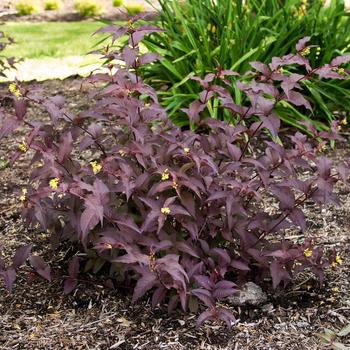 Firefly&8482; Nightglow&8482; Firefly&8482; Nightglow&8482;