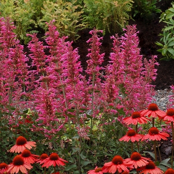 Anise Hyssop Anise Hyssop