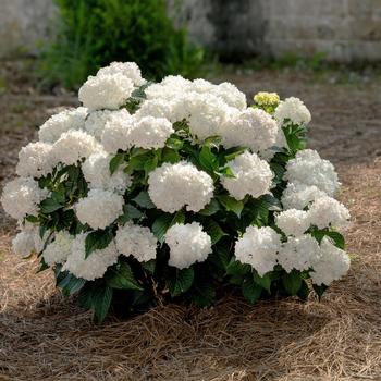Endless Summer® Dreamcloud® Bigleaf Hydrangea Endless Summer® Dreamcloud® Bigleaf Hydrangea