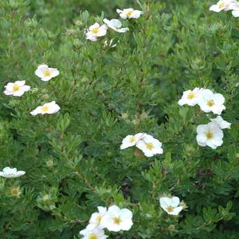 Potentilla Potentilla