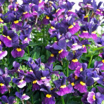 Nemesia Nemesia