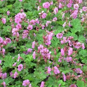 Cranesbill Cranesbill