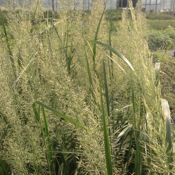 Korean Feather Reed Grass Korean Feather Reed Grass