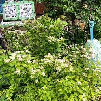 'Raspberry Lemonade™' Ninebark 'Raspberry Lemonade™' Ninebark