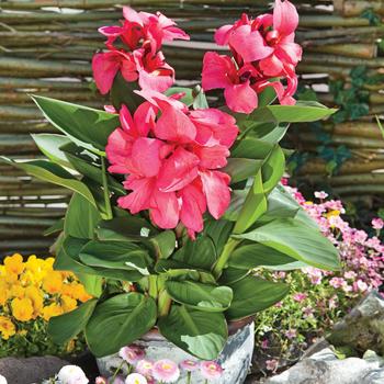 Cannova® Dark Rose Bud Cannova® Dark Rose Bud