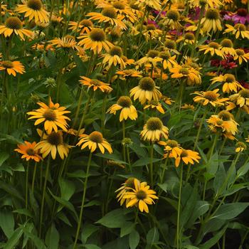 Coneflower Coneflower