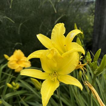 Daylily Daylily