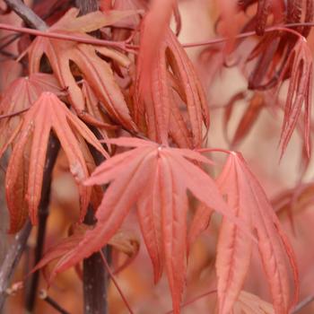 'Emperor 1®' Japanese Maple 'Emperor 1®' Japanese Maple