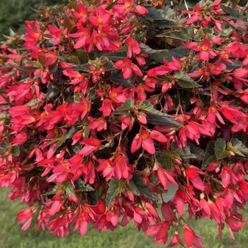 Beauvillia® Hot Pink Beauvillia® Hot Pink