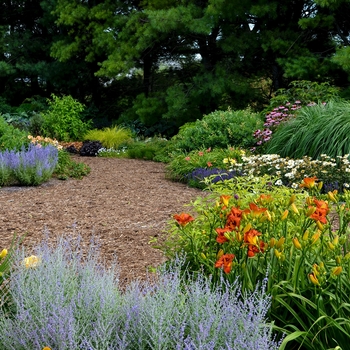 Perennial Sunflower
