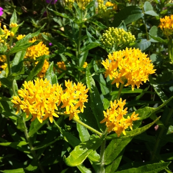 Butterfly Weed Butterfly Weed