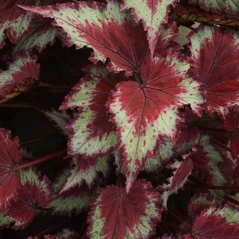 Begonia, Rex Begonia, Rex