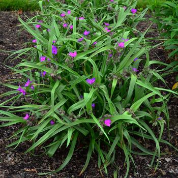Spiderwort 