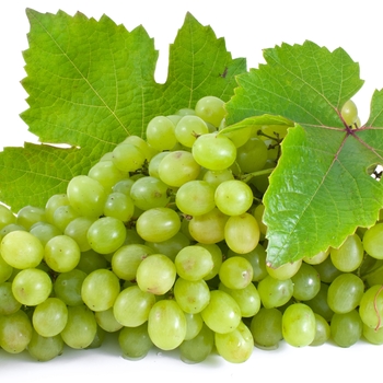 Grape