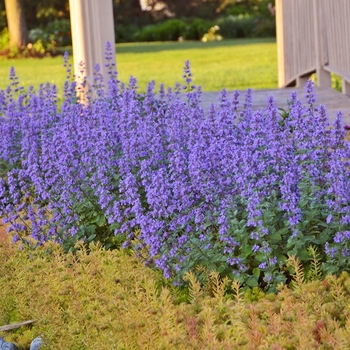'Cat's Meow' Catmint 'Cat's Meow' Catmint