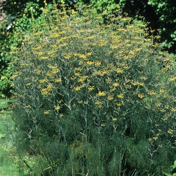 Fennel (Dragon) Fennel (Dragon)