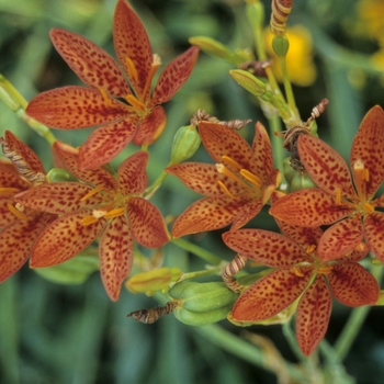 Blackberry Lily Blackberry Lily