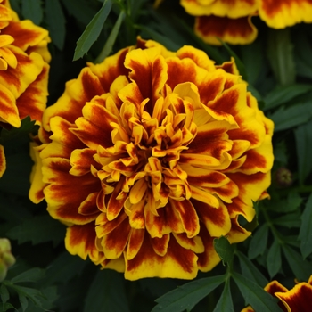 Marigold Marigold