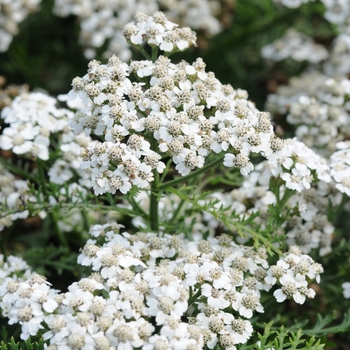 Yarrow Yarrow