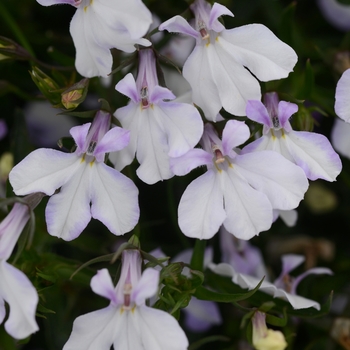 Waterfall™ White Blush Lobelia Waterfall™ White Blush Lobelia