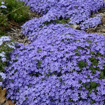 Creeping Phlox Creeping Phlox