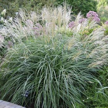 Maiden Grass
