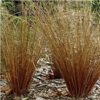Sedge Sedge