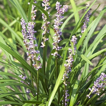 Lily-turf Lily-turf
