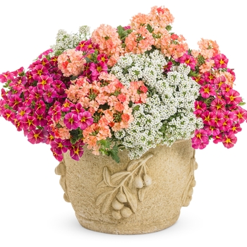 Snow Princess Snow Princess