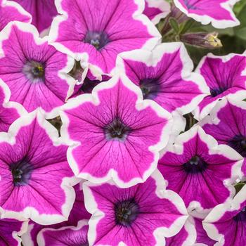 Supertunia® Hoopla™ Vivid Orchid Supertunia® Hoopla™ Vivid Orchid